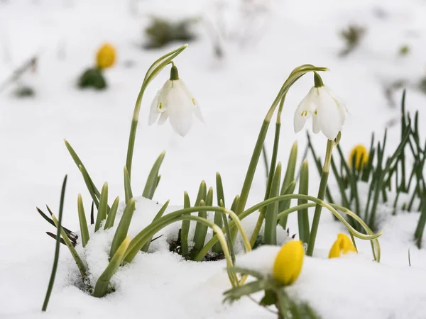 雪の中で 2 つのスノー ドロップの花 — ストック写真