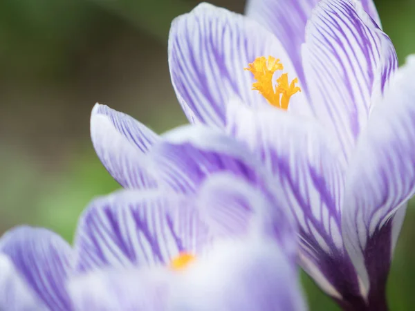 Crocus bloemen close-up — Stockfoto