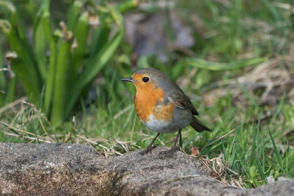 European Robin Bird — Stock Photo, Image