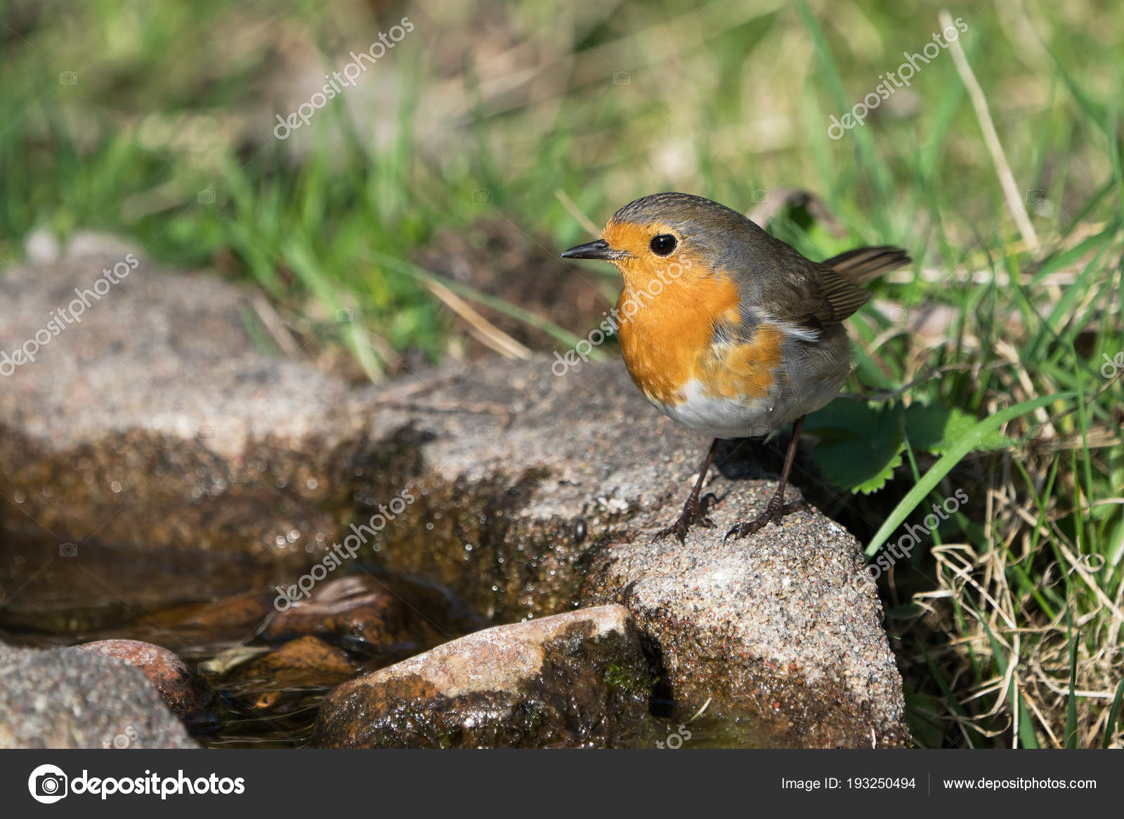Oiseau De Rouge Gorge Photographie Jgade 193250494