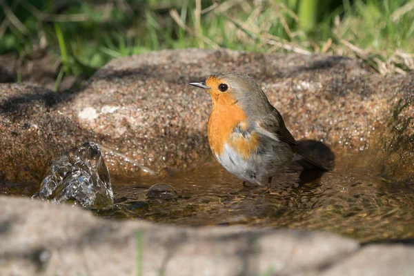 Pájaro europeo Robin en baño de aves —  Fotos de Stock
