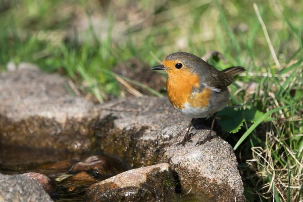 European Robin Bird — Stock Photo, Image