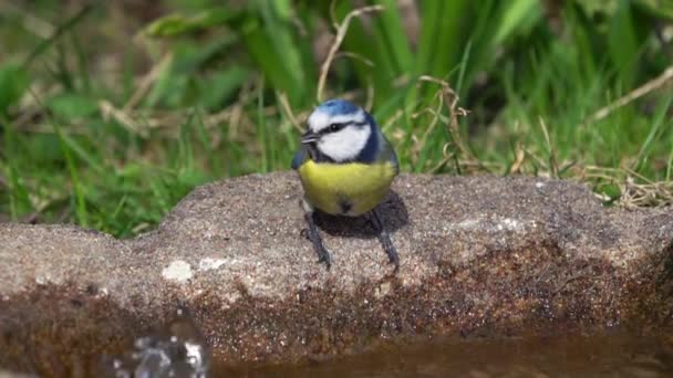 スローモーション 青シジュウカラが飛び立つ前に鳥の浴室から水を飲む — ストック動画