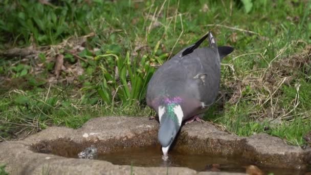 Slow Motion Wood Pigeon Drinking Water Bird Bath — Stock Video