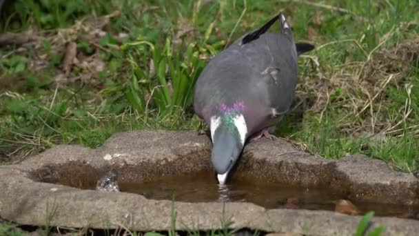 Houtduif Drinkwater Uit Een Bad Bird Staan Voor Een Tijdje — Stockvideo