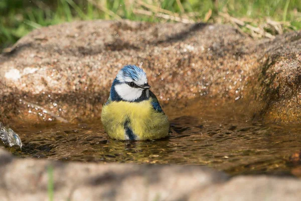 Niedlicher Blaumeisenvogel — Stockfoto