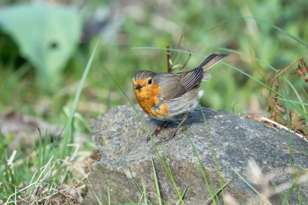 European robin bird on a rock — Stock Photo, Image