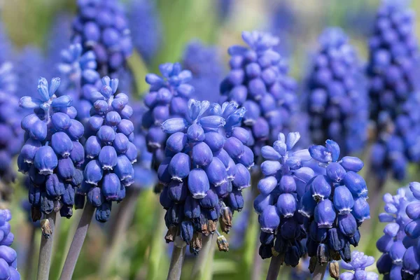 Muscari flowers close up — Stock Photo, Image