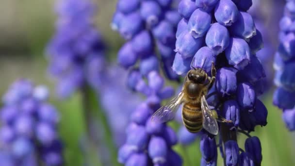Медленное Движение Видео Пчелы Сосущей Текар Фра Мускари Виноградный Гиацинтовый — стоковое видео