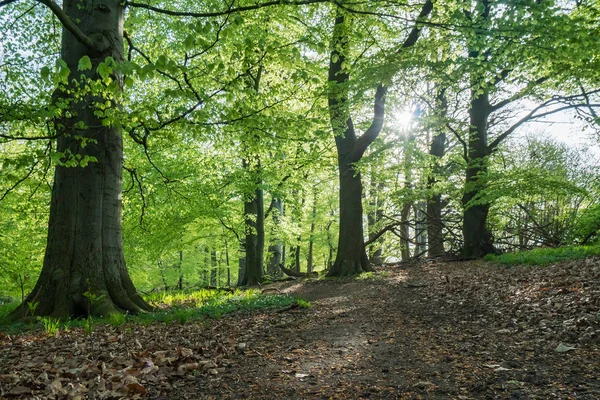 Bukový les na jaře — Stock fotografie