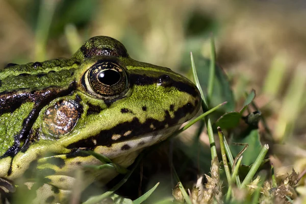 Zelená žába zblízka — Stock fotografie