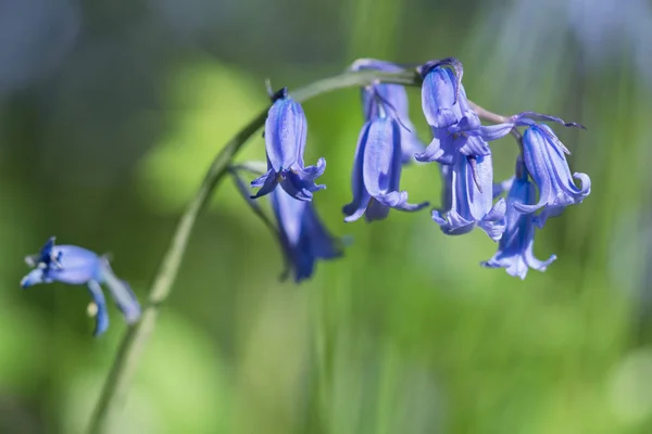 Flores de sino azul comuns — Fotografia de Stock