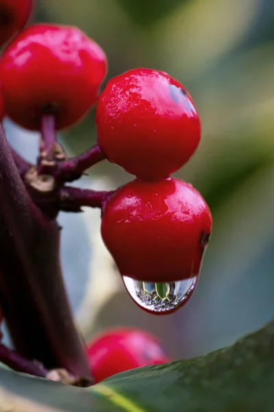 Red holly berries — Stock Photo, Image
