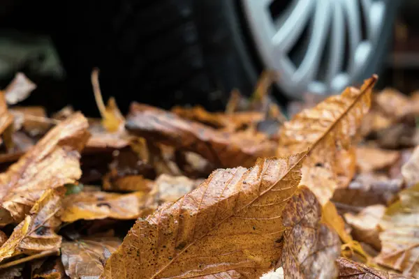 Autumn leaves and car wheel — Stock Photo, Image