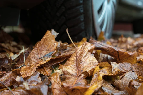 Autumn leaves and car wheel — Stock Photo, Image