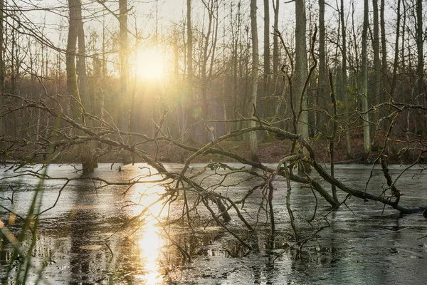 Flooded forest with ice on water — Stock Photo, Image