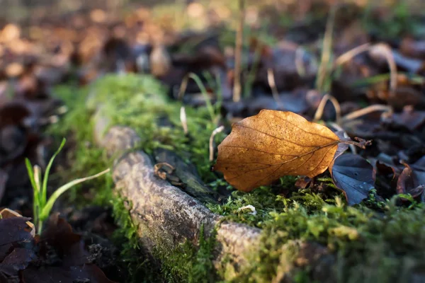 Beech leaf on forest floor — Stock Photo, Image