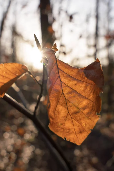 Beech leaf i ryggen ljus — Stockfoto