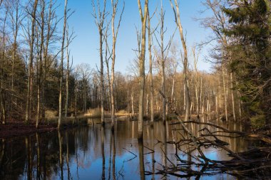 Orman gölünde su basmış ağaçlar