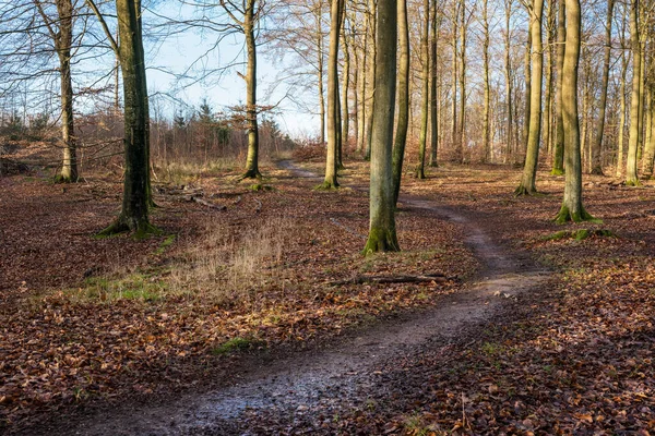 Podzimní buková lesní krajina — Stock fotografie