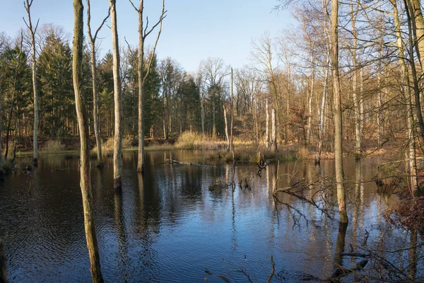 Flooded trees in forest lake — Stock Photo, Image