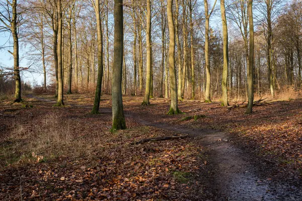 Automne forêt de hêtres paysage — Photo