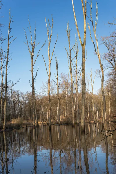 Flooded trees in forest lake — Stock Photo, Image
