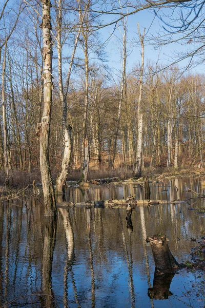 Flooded trees in forest lake — Stock Photo, Image