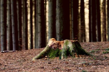 Ormandaki yaşlı ağaç kütüğü