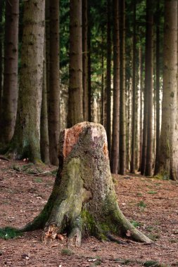 eski ağaç kütüğü