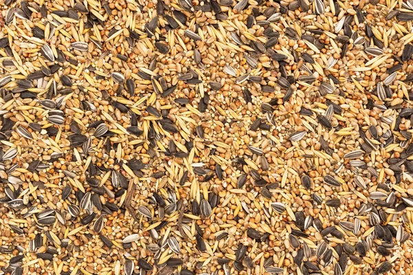 Mixed Bird Seeds Seen Directly Covering Full Frame — Stock Photo, Image