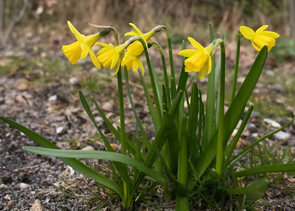 Groep Kleine Gele Narcissen Bloemen Een Tuin — Stockfoto