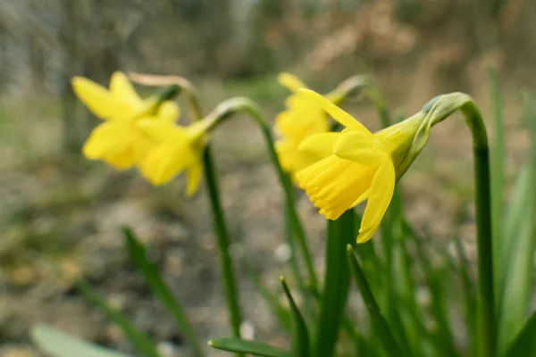 Close Van Kleine Gele Narcis Bloemen Een Tuin — Stockfoto