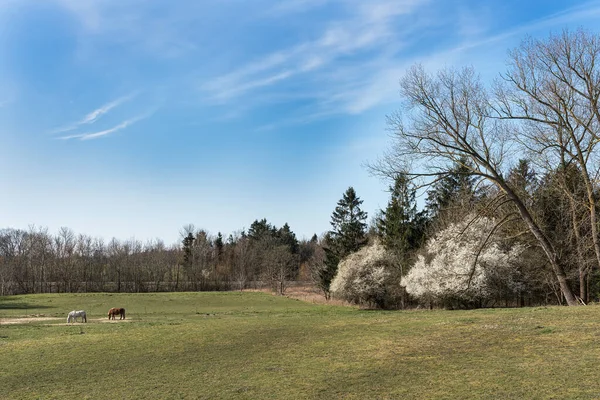 Paysage Début Printemps Avec Pâturage Cheval Arbre Fleurs Blanches Sous — Photo