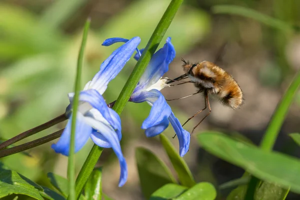 Zblízka Včelí Moucha Sání Nektar Modré Slávy Sněhu Květiny — Stock fotografie