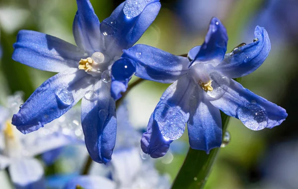 Close Two Glory Snow Flowers Droplets Seen Low Angle — Stock fotografie