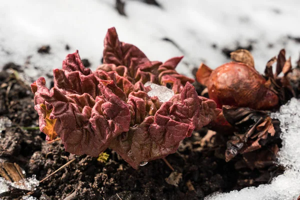 Primer Plano Hoja Ruibarbo Fresco Principios Primavera Con Nieve Derretida —  Fotos de Stock