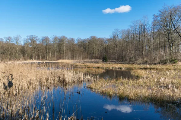 Jezioro Leśne Trzcinami Wczesną Wiosną Pojedynczą Białą Chmurką Niebie — Zdjęcie stockowe