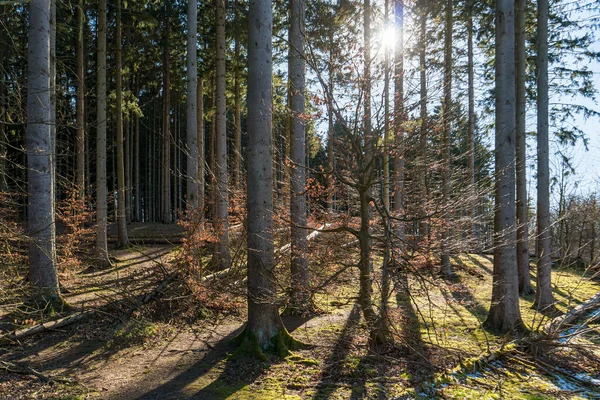 Smrkové Kmeny Stromů Zadním Světlem Lese — Stock fotografie