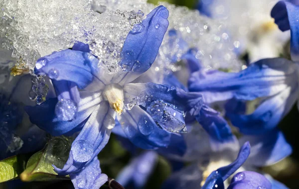 Close Van Glorie Van Sneeuw Bloemen Met Smeltende Sneeuw Gezien — Stockfoto