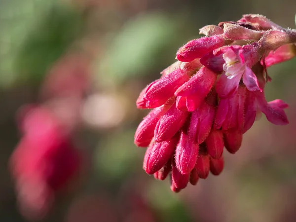 Close Red Ribes Sanguineum Flowering Currant — Stock Photo, Image