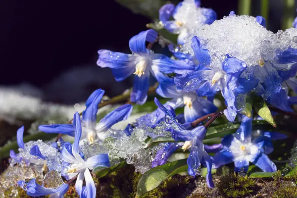 Close Glory Snow Flowers Group Melting Snow Seen Low Angle — Stock Photo, Image