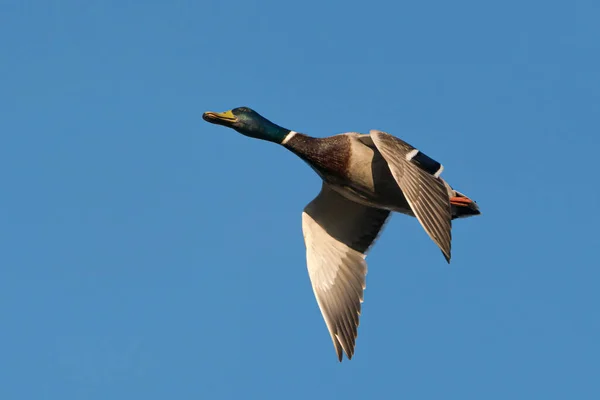 Close Mallard Male Duck Clear Blue Sky Early Morning Light — Stock Photo, Image