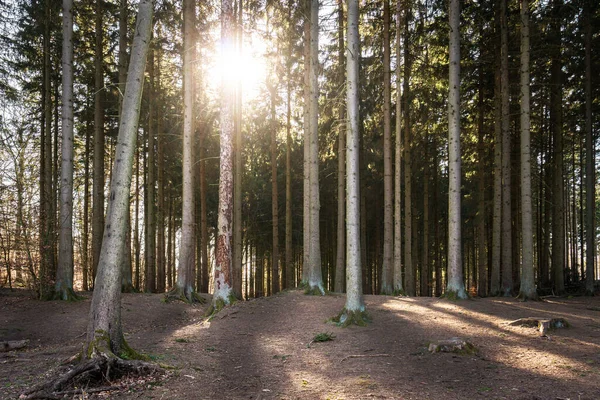 Spruce Tree Trunks Back Light Forest — Stock Photo, Image
