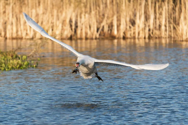 Mute Svan Hane Flyger Direkt Huvudet Mot Betraktaren Precis Ovanför — Stockfoto