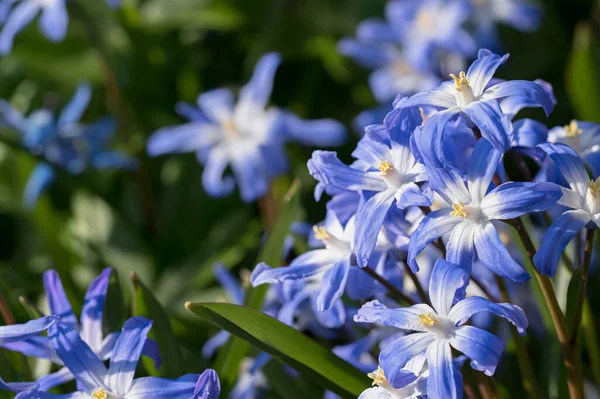 Close Glória Das Flores Neve Visto Baixo Ângulo — Fotografia de Stock