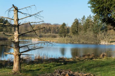 Kurumuş ağaç manzarası ve baharın başında arka planda bir göl
