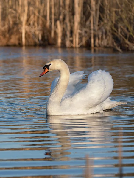 Side View Beautiful Mute Swan Male Showing Early Morning Light — Stock Photo, Image