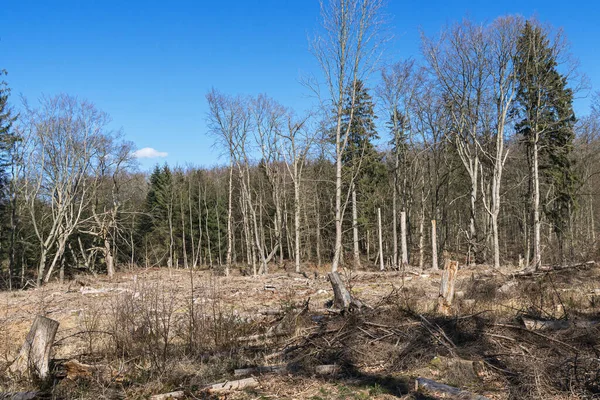 Área Bosque Donde Han Cosechado Los Árboles —  Fotos de Stock