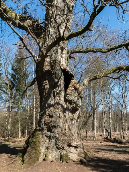 Very Old Oak Tree Trunk Bright Sun Light — Stock Photo, Image